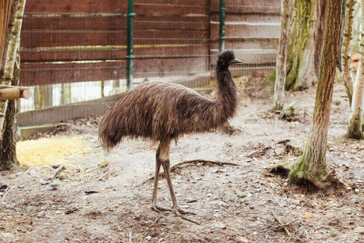 Emu hnědý – Farmapark u Toma